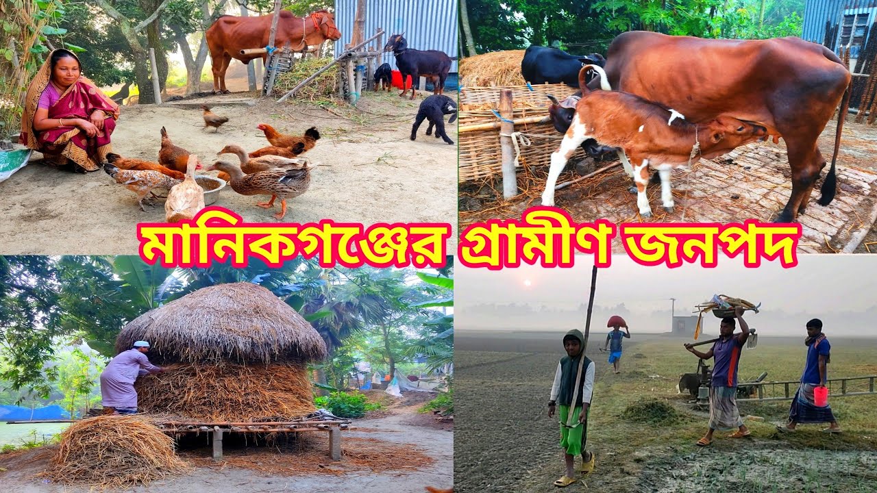 মানিকগঞ্জের গ্রামীণ জনপদ।Village life in Manikganj @Manikganjprotidin