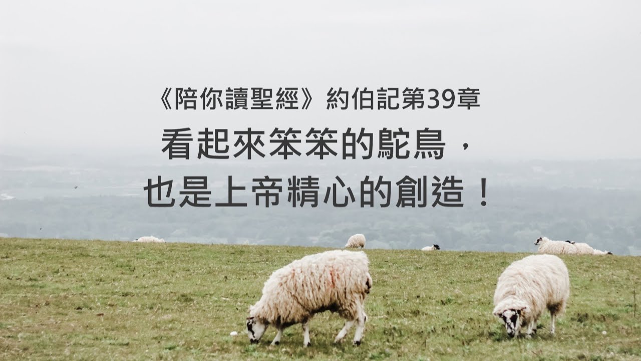 約伯記39章/陪你讀聖經《看起來笨笨的鴕鳥，也是上帝精心的創造！》