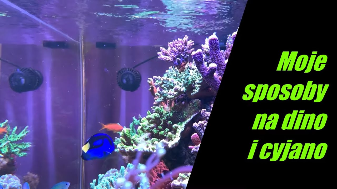 Skuteczne sposoby pozbycia się dino i cyjano w akwarium morskim 300l REEF TANK - 80g