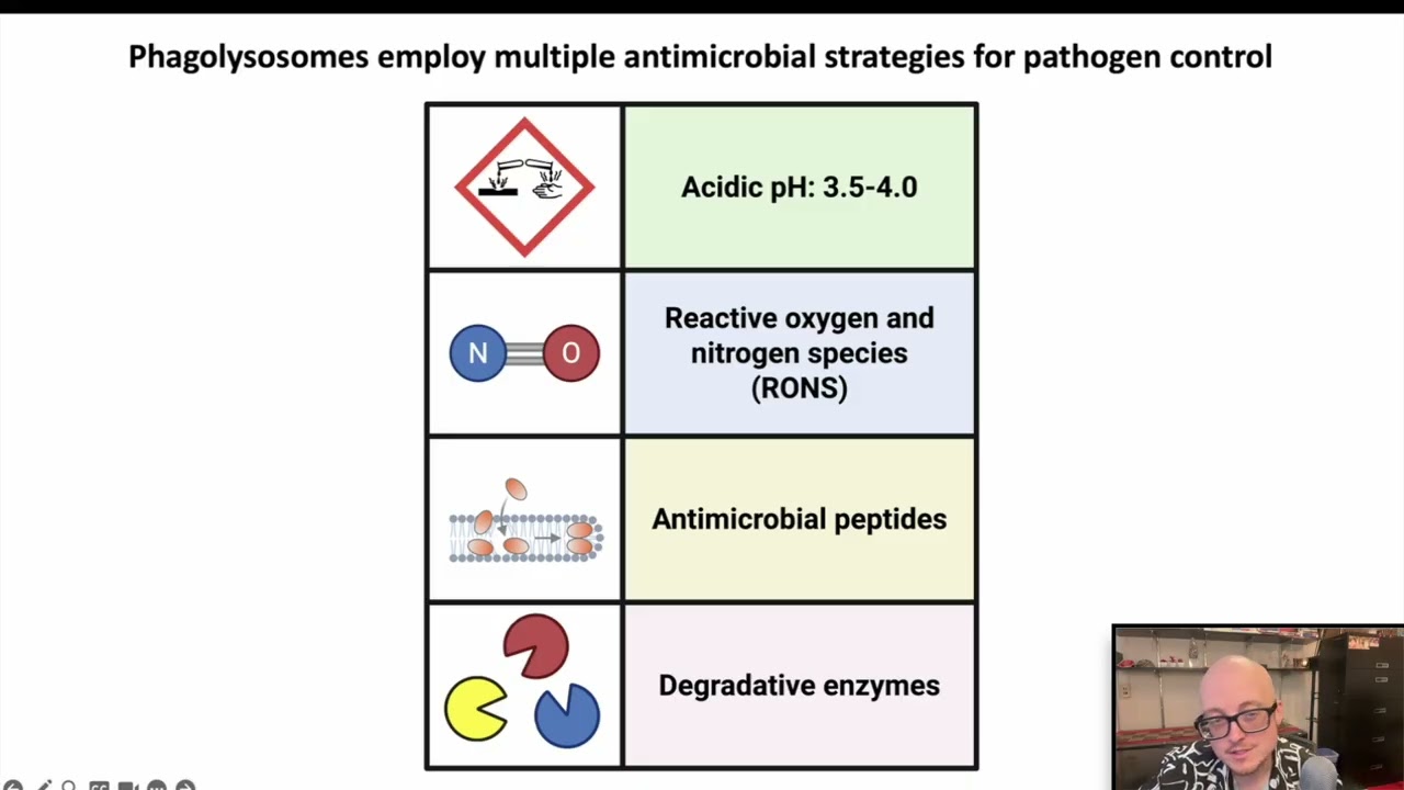 2.4 Phagocytosis and Programmed Cell Death (Immunology 2025)