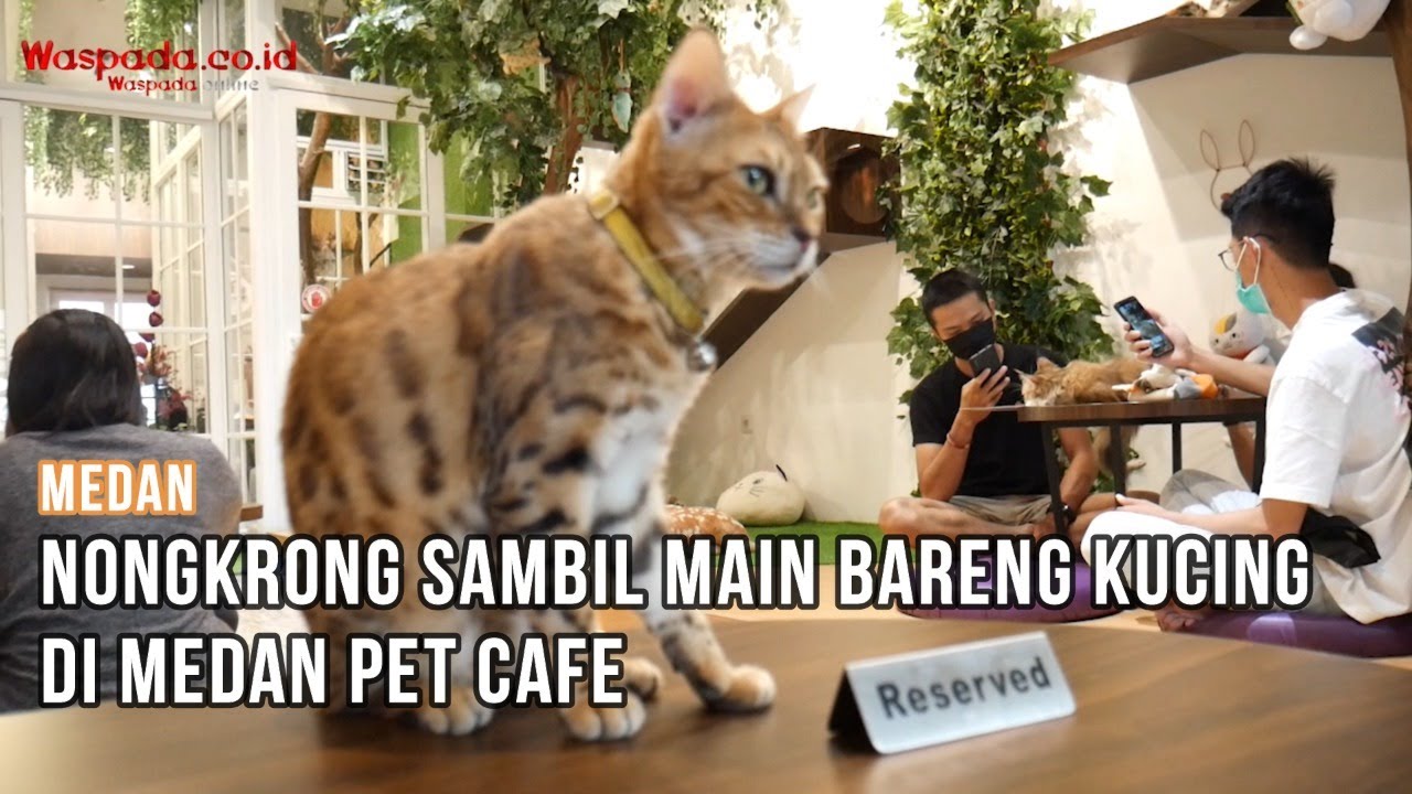 Nongkrong Sambil Bermain Bersama Kucing di Medan Pet Cafe