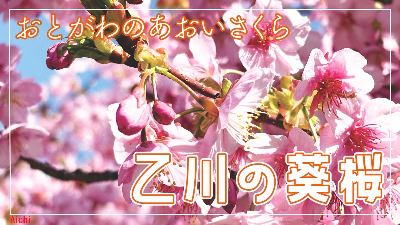乙川の葵桜🌸 ＆ たこ焼きMARU囲（愛知）☆Ninja650☆