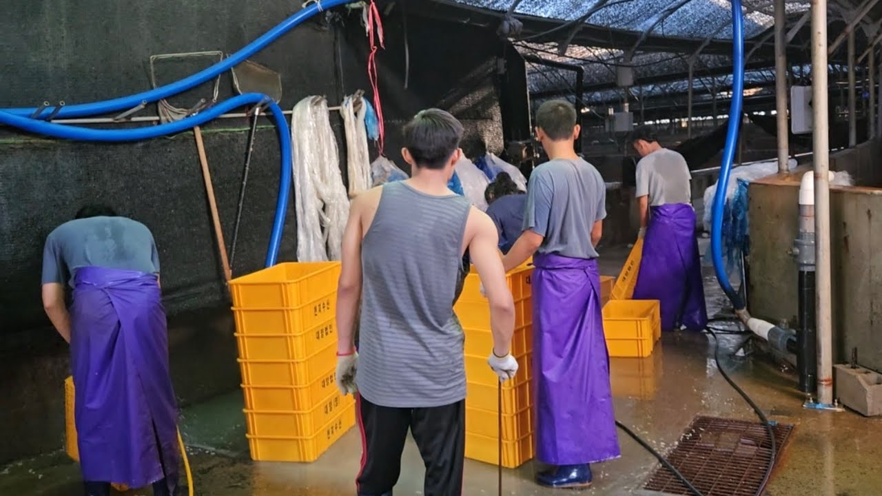 Spill Kerjaan TKI KOREA SELATAN Sektor Fishing Job Tambak Darat Ikan Kwango Teman Teman🇰🇷
