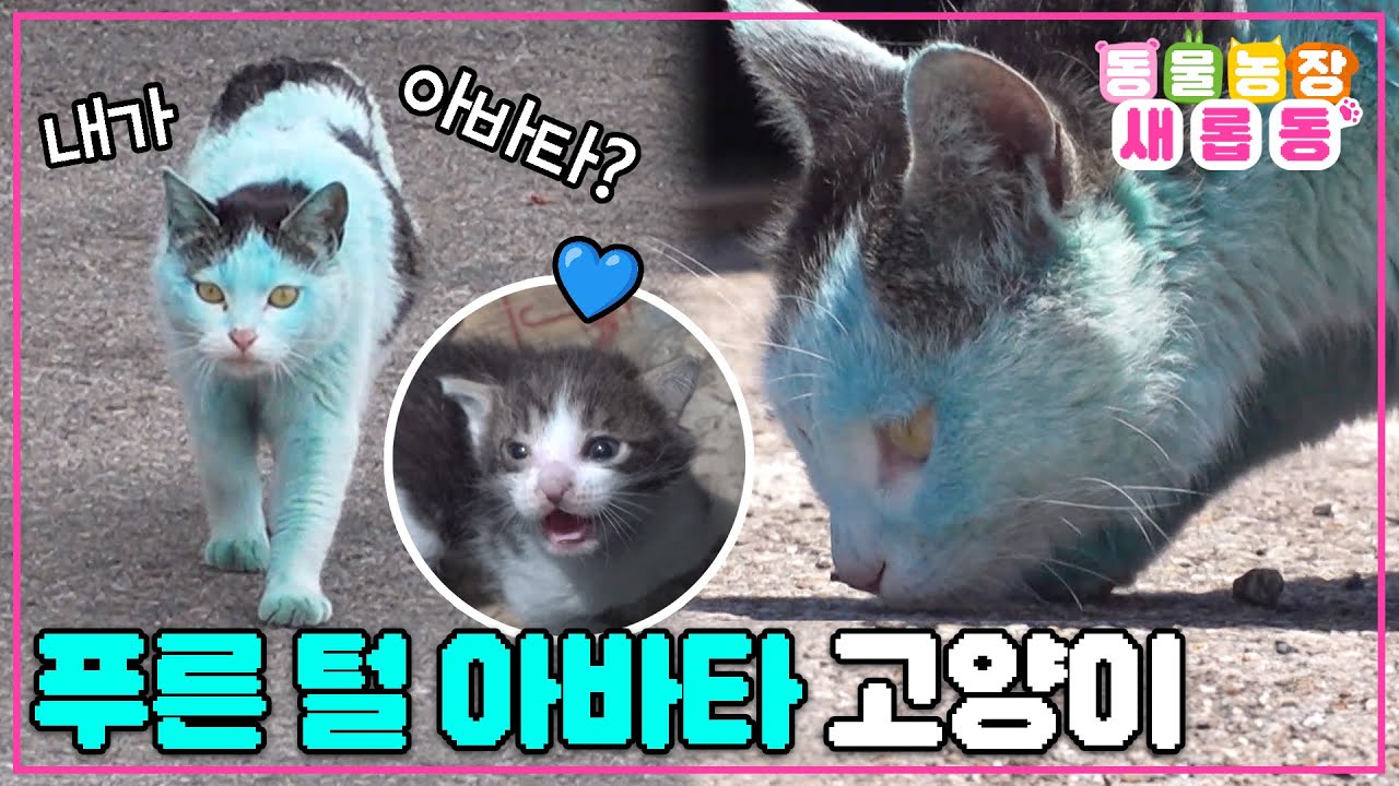 [#새롭동물농장] 파란색 털을 가진 신기한 고양이?!💙 아바타 고양이의 미스터리🙀 / EP.1177 #TV동물농장 #AnimalFarm #SBSstory