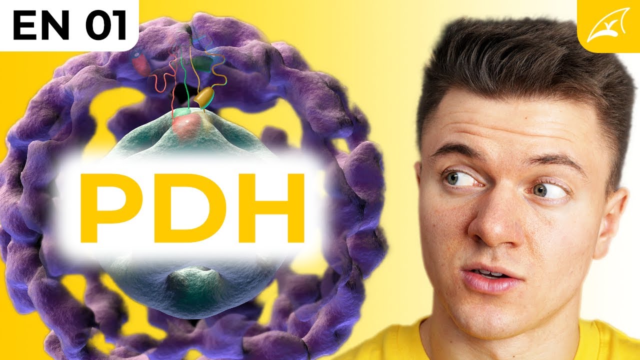 Pyruvat Dehydrogenase Komplex - einfach erklärt!
