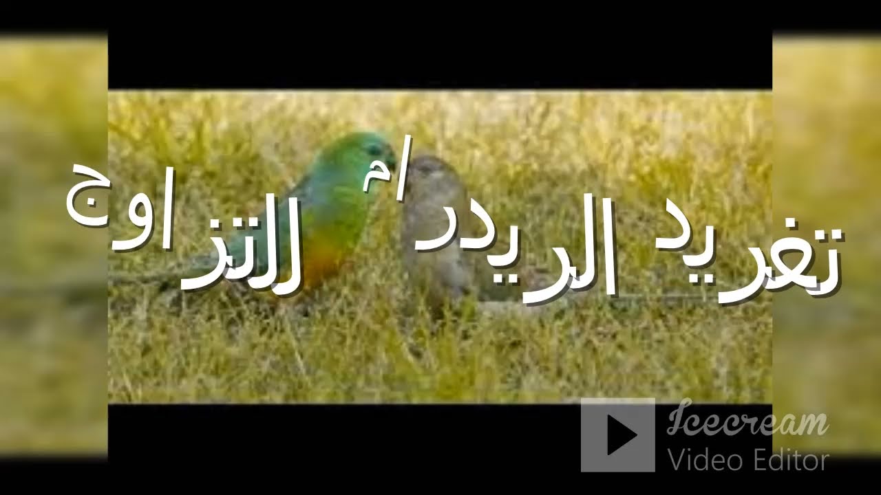 #تغريد _الريدرامب لتحفيز الانثى والذكر على التزاوج#تزاوج_الريدرام
