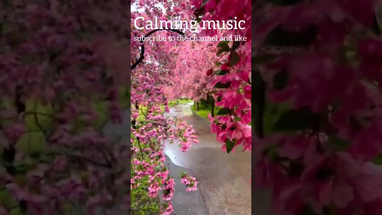Peace and Tranquility, Beauty and Piano Music 