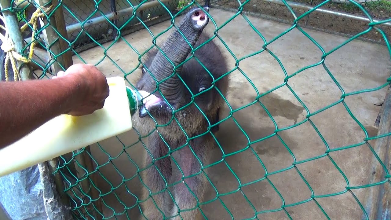 Feeding the beautiful orphaned baby elephant