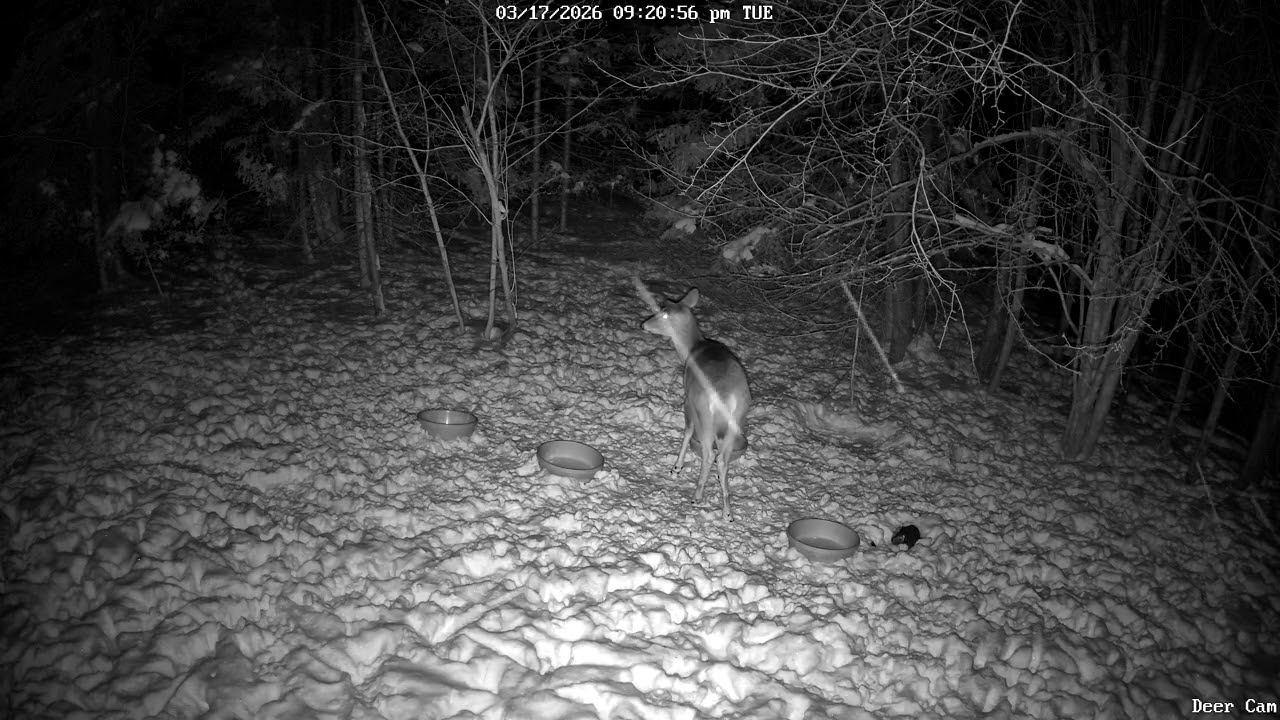Deer 3-17-2026 9:18 PM