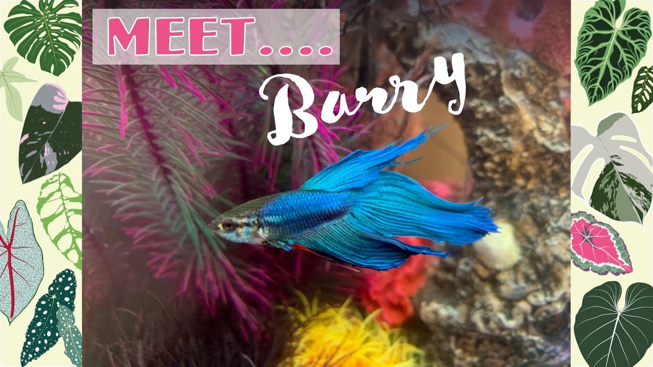 Барри Бетта 💙🐠Новый аквариум 🐟biOrb LIFE 45 MCR