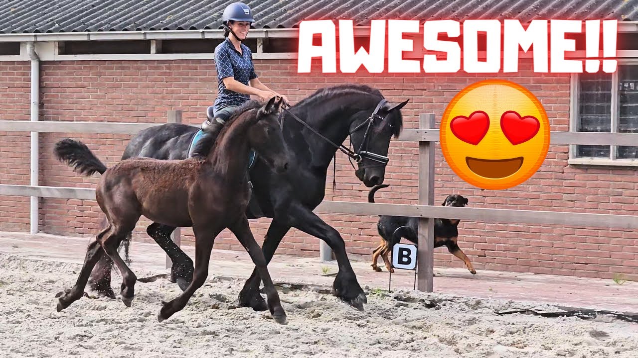 We loved doing this!!! How sweet and beautiful she is! | Friesian Horses