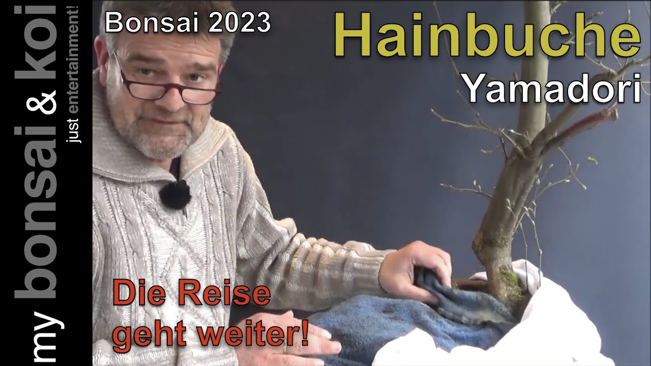 Bonsai 2023-55 - Hainbuche - Carpinus betulus - der Yamadori geht auf die Reise!