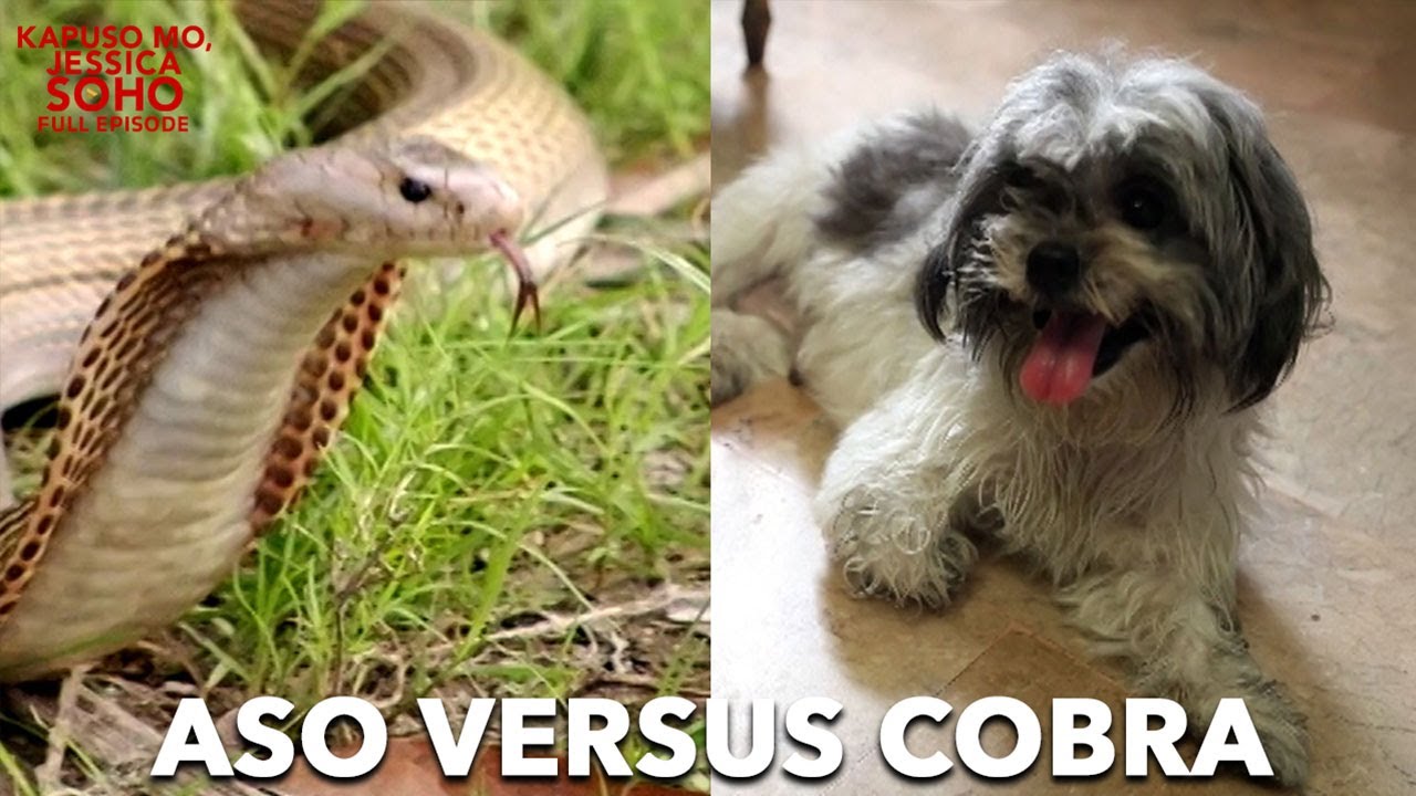 MGA ASO, INILIGTAS ANG KANILANG AMO SA MAKAMANDAG NA COBRA! | Kapuso Mo, Jessica Soho