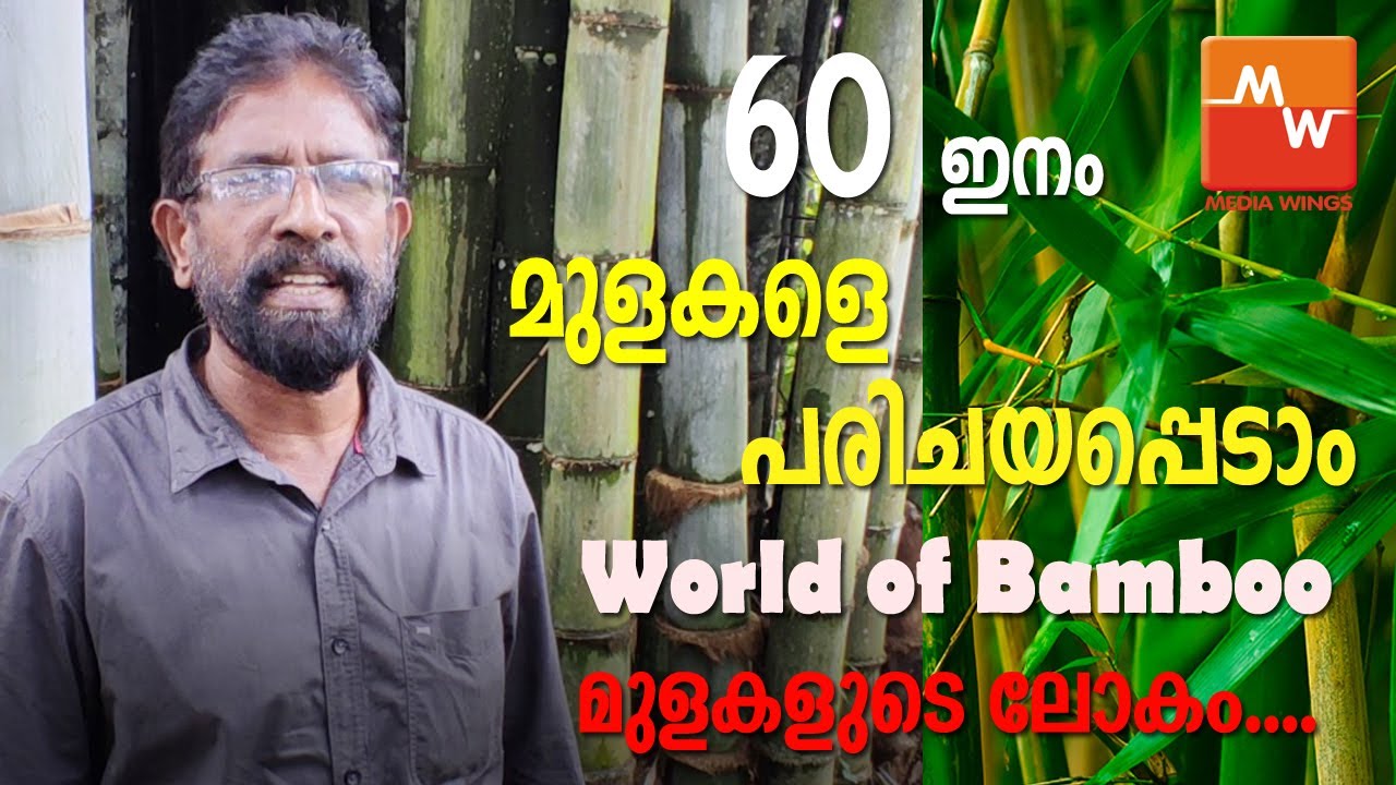 WORLD OF BAMBOO l 60 ഇനം മുളകളെ പരിചയപ്പെടാം l  മുളകളുടെ ലോകം l Thrikkaipetta l Wayanad l