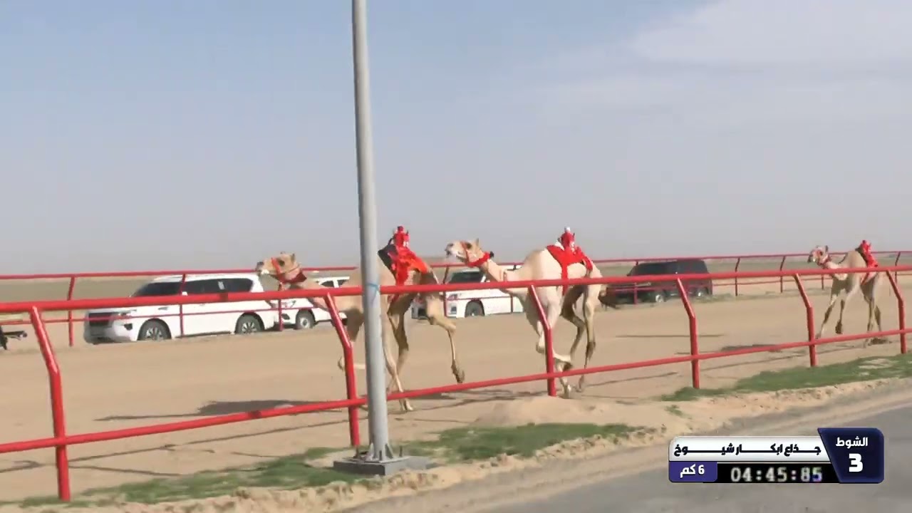 12 الشوط الثالث جذاع ابكار شيوخ الاثنين 09 02 2026