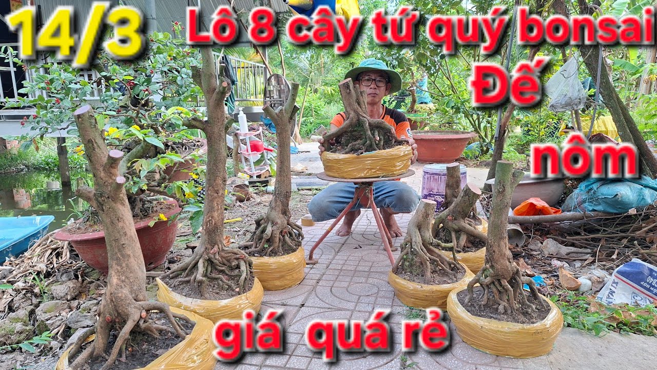 14/3 BG lô Tứ Quý Bonsai giá rẻ. Lh: 0944.65.38.39 @ Tùng