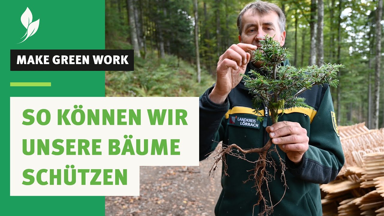 Warum ist Verbissschutz f&uuml;r junge B&auml;ume lebensnotwendig?