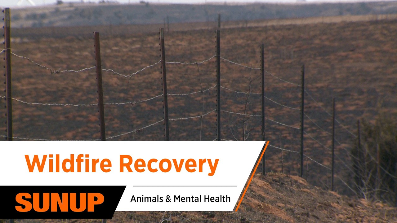 After the Wildfire: Caring for Cattle & Livestock in Oklahoma