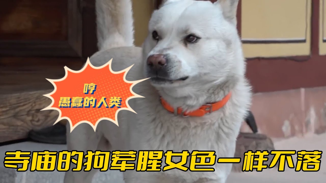 寺廟的狗一肚子壞水，明面上假裝吃素，背地裡卻葷腥女色一樣不落