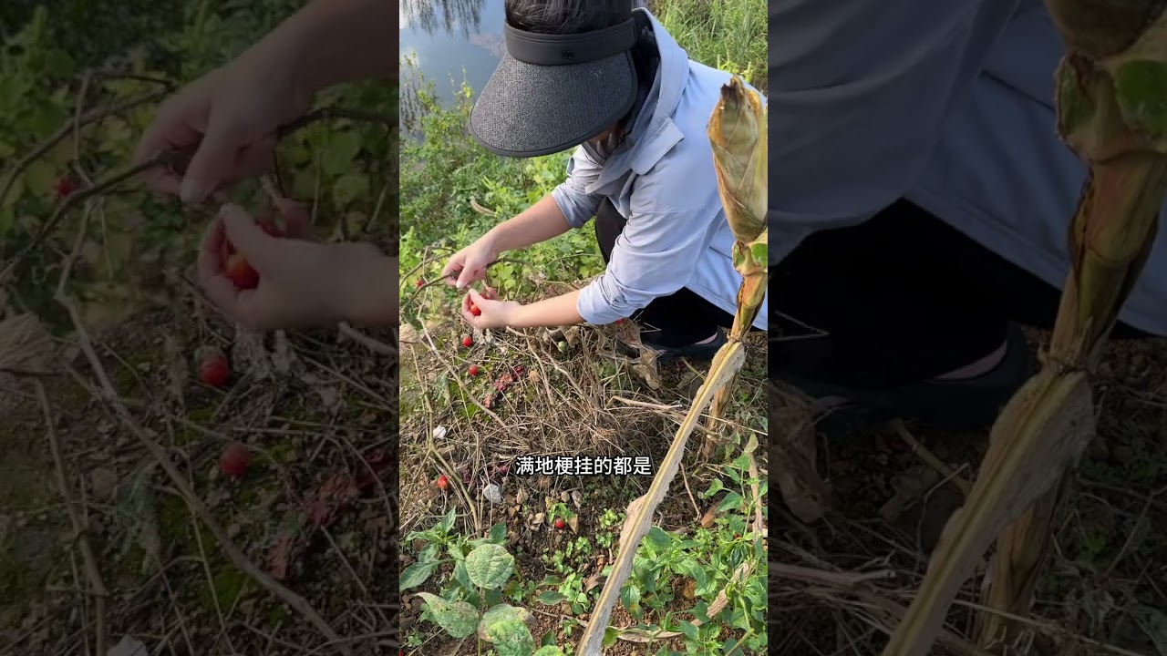 今天送结婚酒席的烤鸭 是位粉丝姐姐家要的 送完烤鸭就去钓鱼佬说的好地方玩了 钓鱼不适合我 我去摘野生毛辣果了 时间不早了 我们就回家做晚饭菜了#我的农村生活#烤鸭