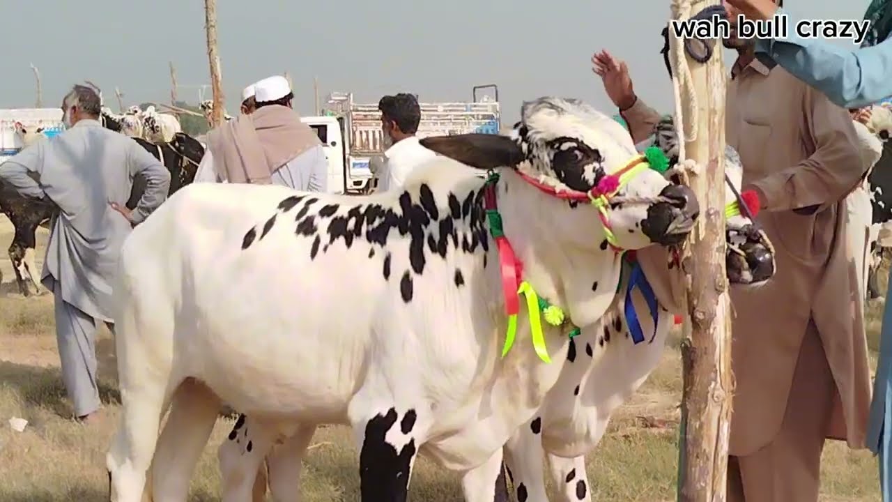 Today Gondal Mandi Attock 10/11/2025 Latest Fatehjangi Rate's Update @Wahbullcrazy Qurbani 2026 