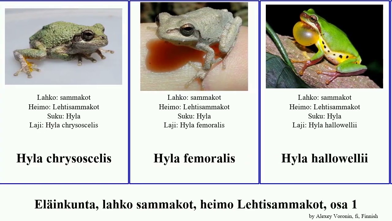 El&auml;inkunta, lahko sammakot, heimo Lehtisammakot, osa 1 hyla bokermannohyla osteocephalus animal