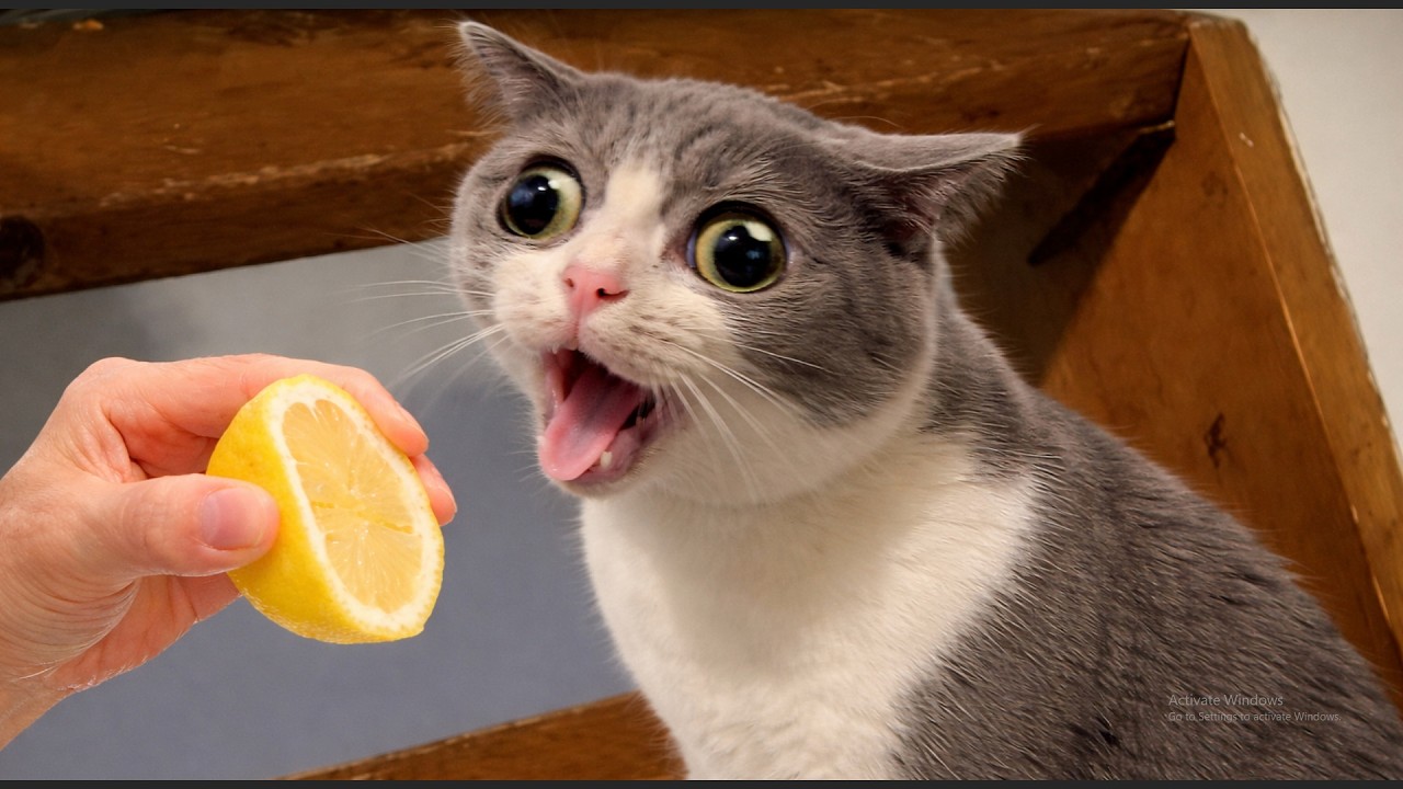 Try Not To Laugh 🤣funny cats video party#3