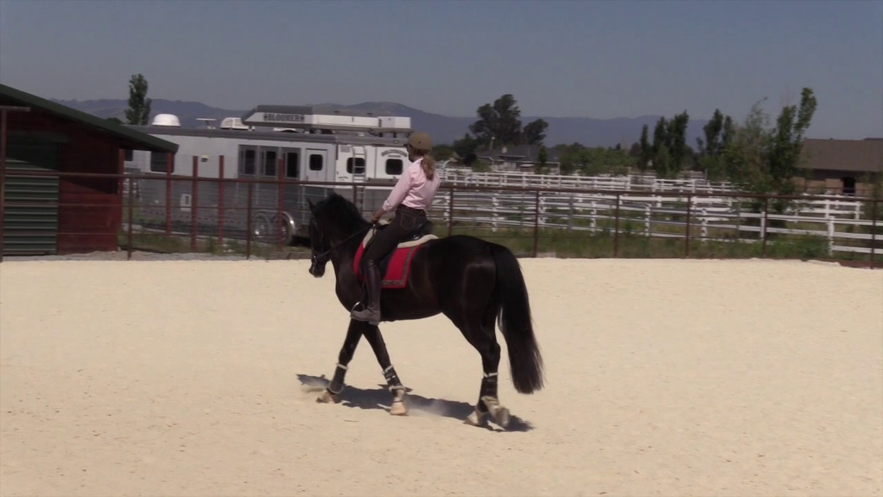 Sneak Peek of Grand Prix Dressage Straightness Sessions