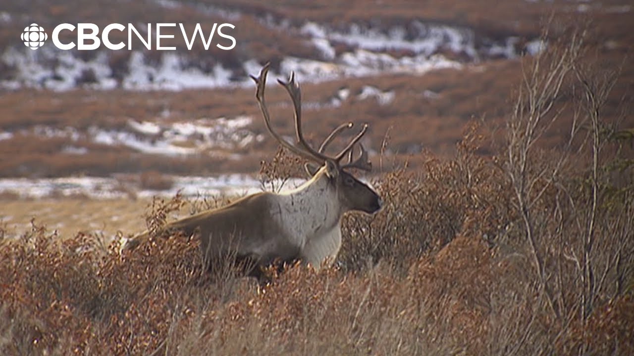 13 organizations sue Trump administration over Alaska’s Arctic National Wildlife Refuge
