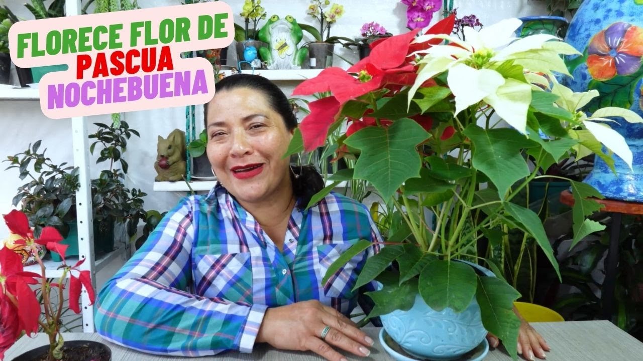 Cuidados Flor De Pascua O Nochebuena Para Floracion #plantas