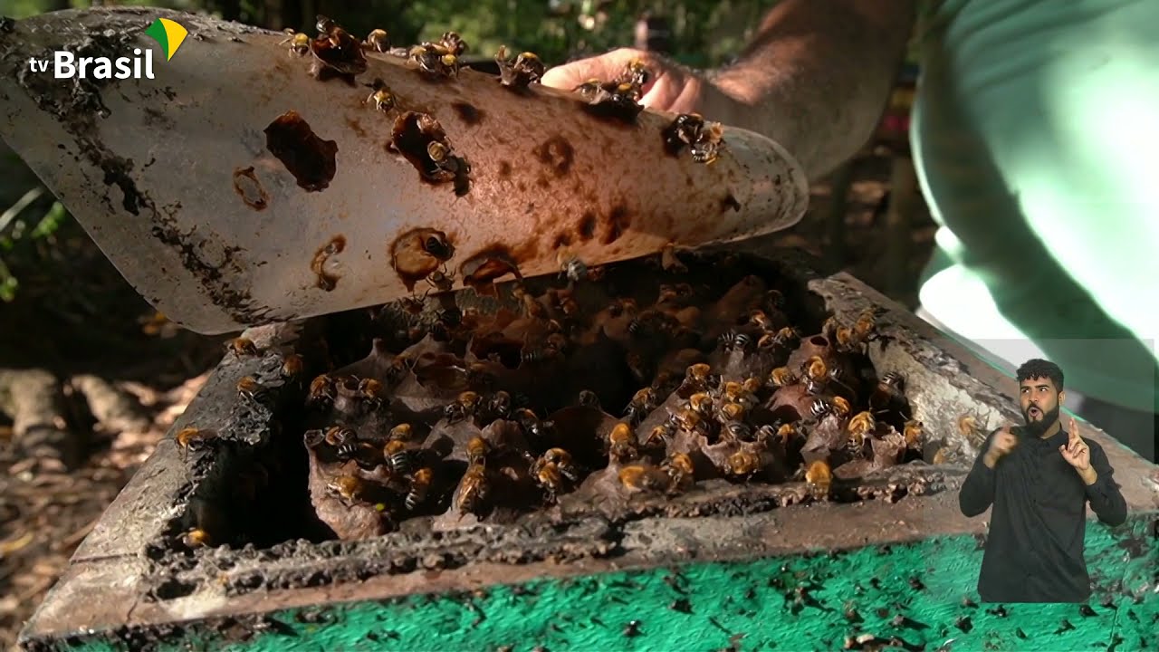 Abelhas sem ferrão podem ser criadas em casa; conheça