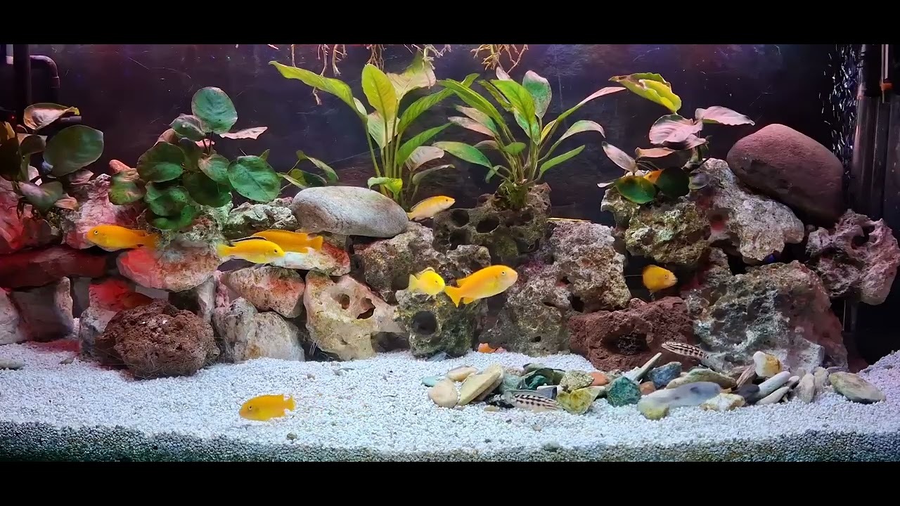 Update African Cichilds (+ Eheim professionel 4+ 600, canibalized  JBL Cristalprofi e700&900)