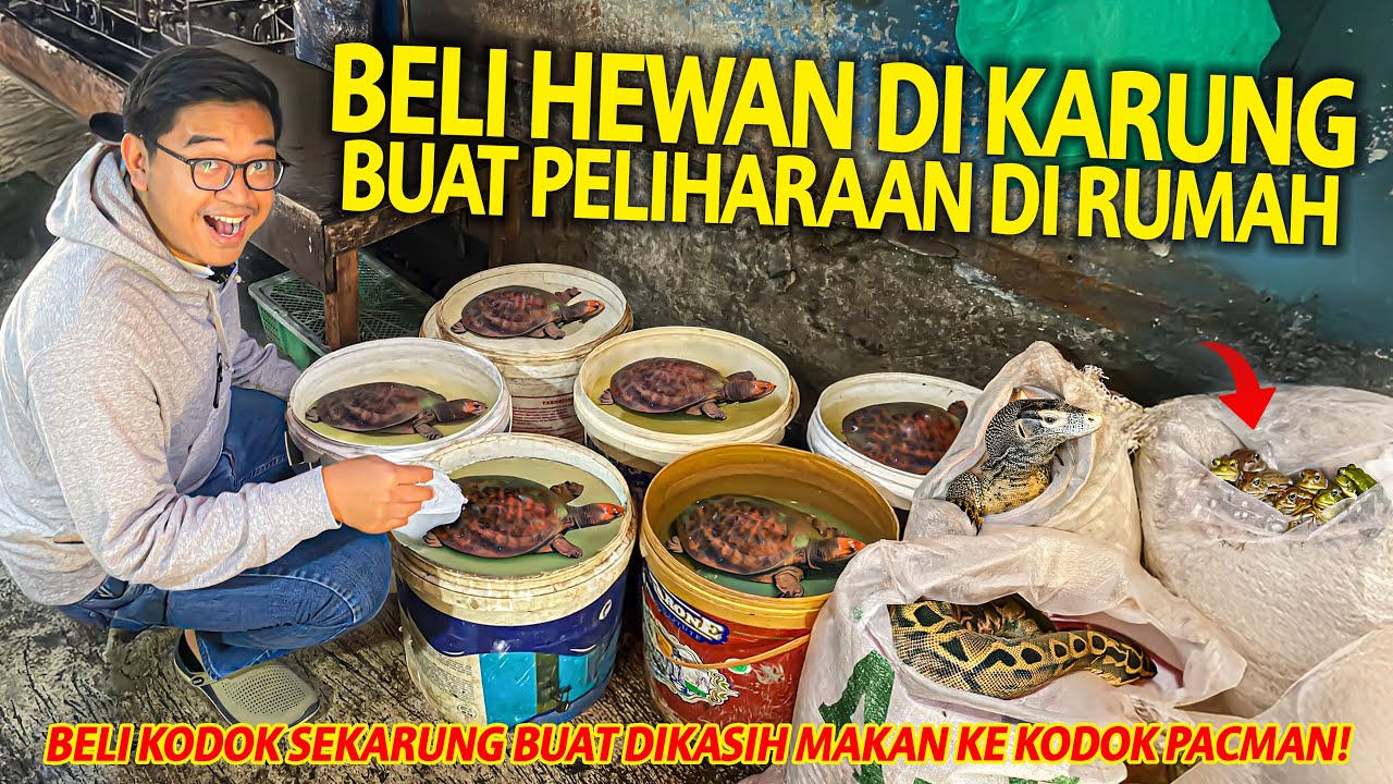 BELI HEWAN DI KARUNG BUAT PELIHARAAN DI RUMAH AKU! KITA KASIH KODOK PACMAN PAKE KODOK SAWAH BESAR!