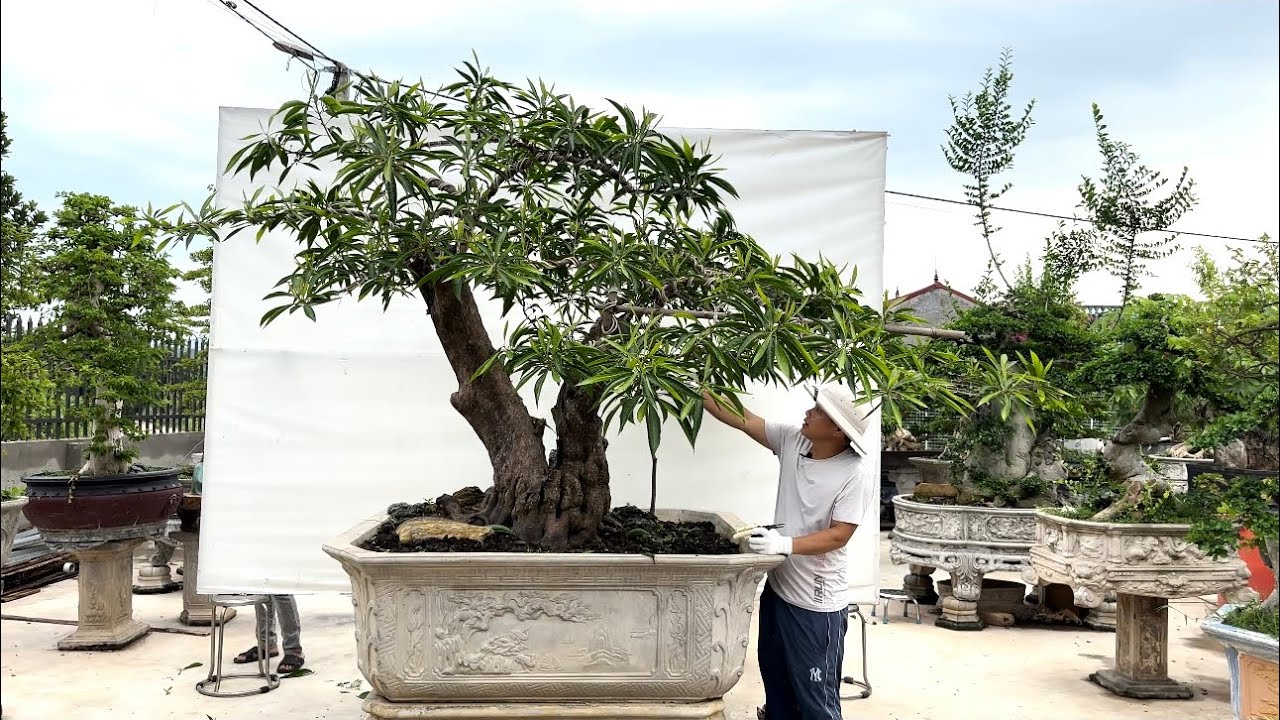 Báo giá trứng gà-Si-Sanh tới ae chơi cây cảnh bonsai_Bshp(Mr Đại 0967828345)