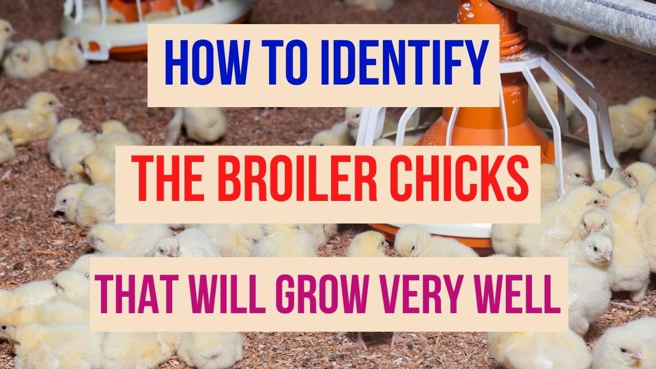 How to Identify Broiler Chicks That Will Grow Very Well