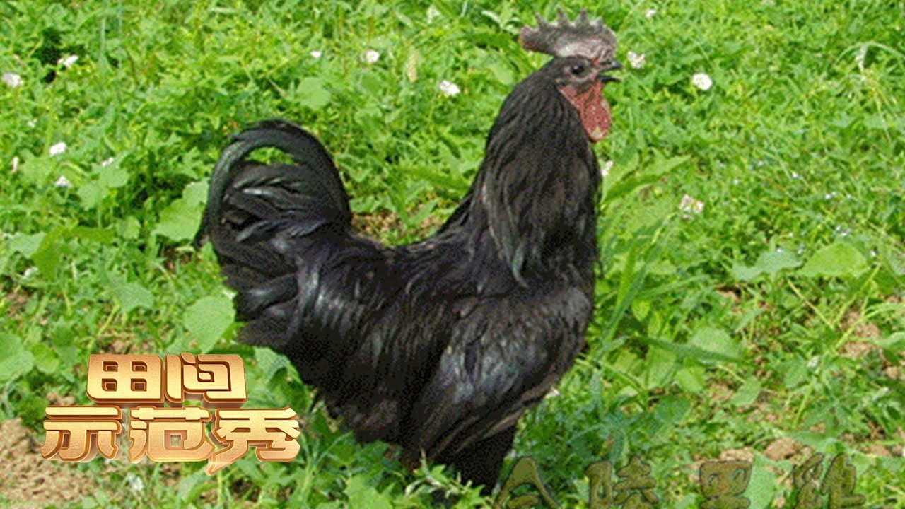 金陵黑凤鸡产蛋量少？不要担心，养鸡高手有诀窍！丨「田间示范秀」20220902