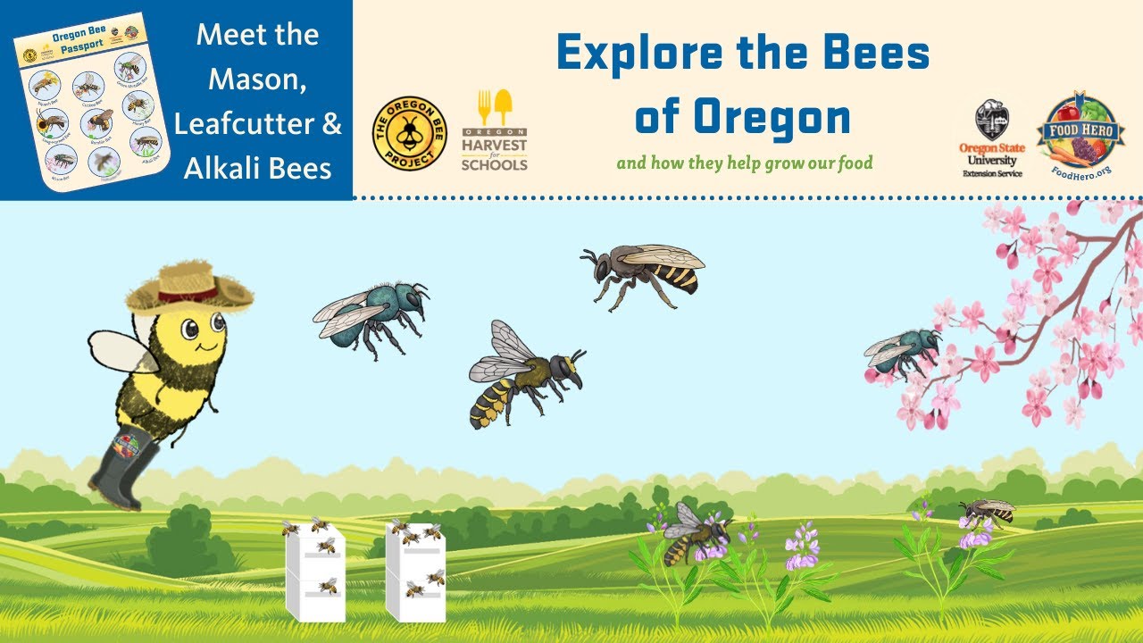Meet the Mason, Leafcutter, and Alkali Bees