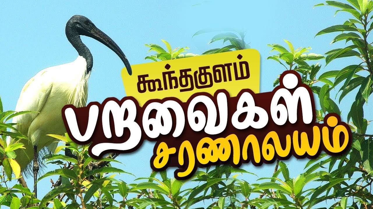 Koonthankulam birds sanctuary in Tirunelveli | பறவைகள் வாழ்விடம் | Nellai Koonthankulam