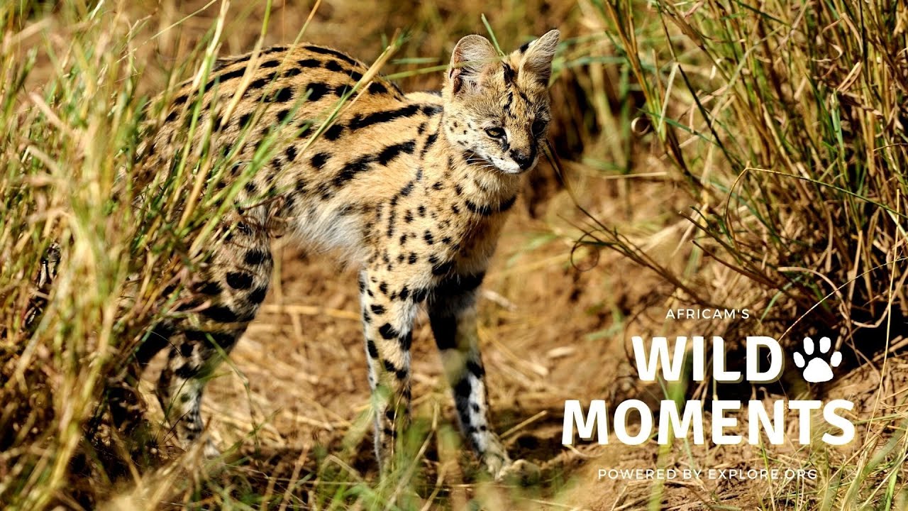 Wild Moments Show 5.5.22