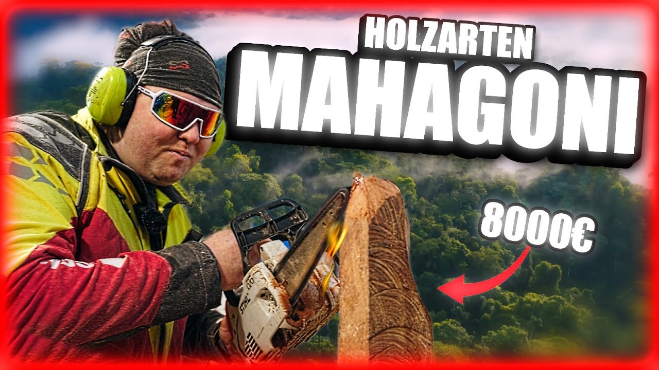 Lockes Holzarten: Mahagoni &ndash; Edles Tropenholz mit faszinierenden Eigenschaften