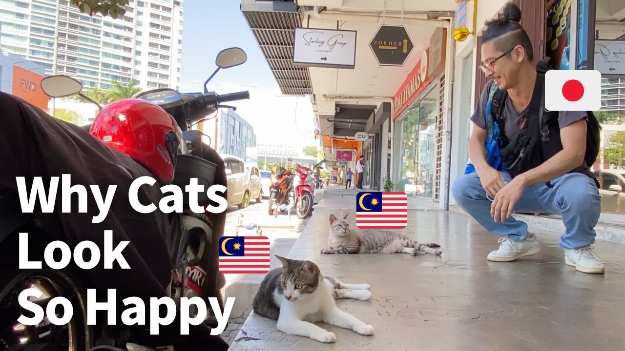 Stray Cats in Malaysia - Exploring another Charm of Malaysia