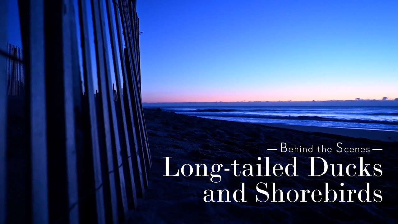 Photographing Long-tailed Ducks and Shorebirds - Behind the Scenes