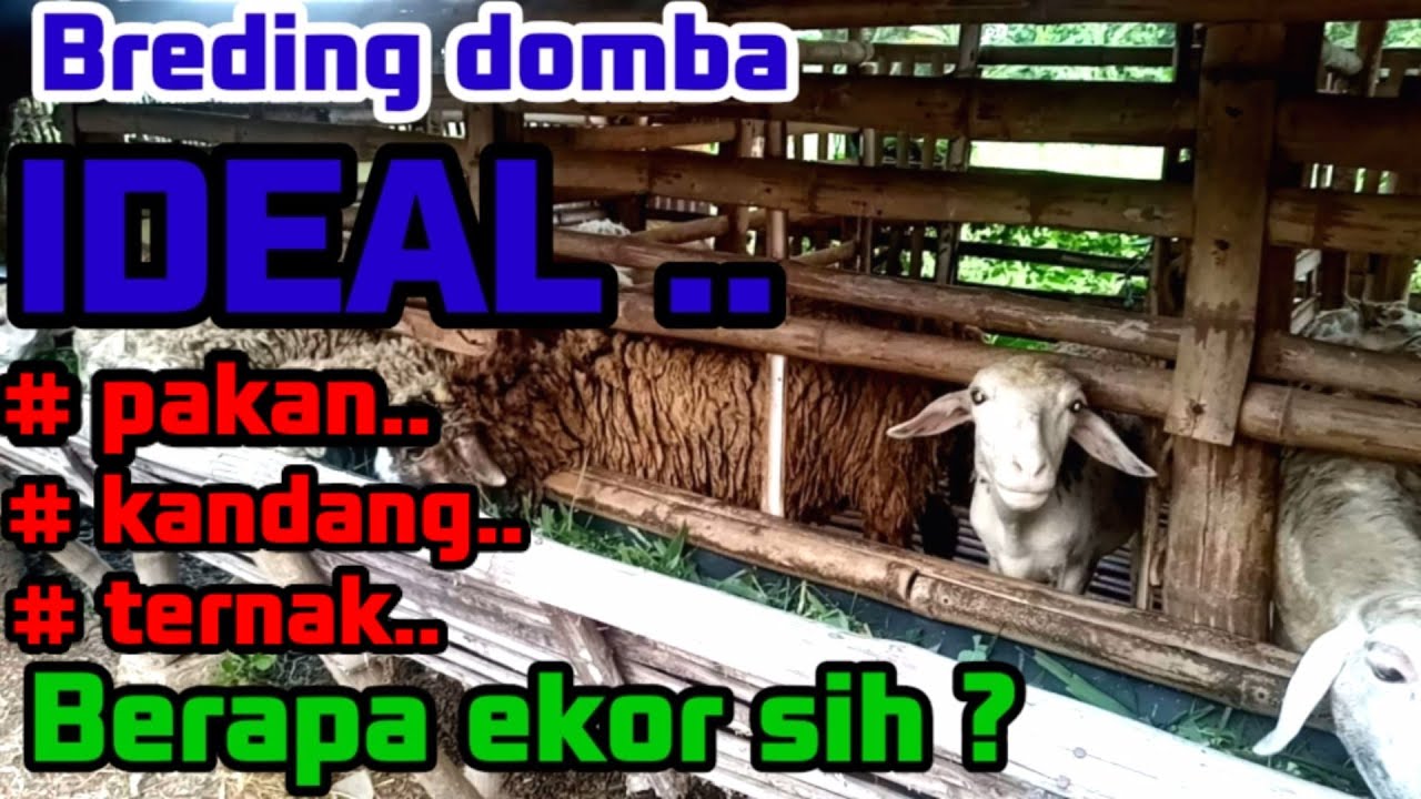 Sukses Breeding Domba skala kecil pakan full hijauan#peternakan#ternakdomba#ternaksukses@bang ocyt