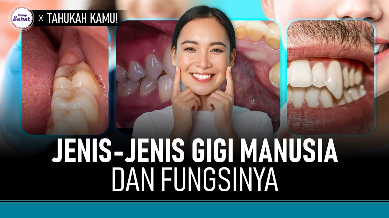 5 Jenis Gigi Manusia dan Masing-Masing Fungsinya | Hidup Sehat tvOne