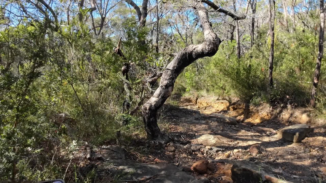Kirrawee Bushwalk
