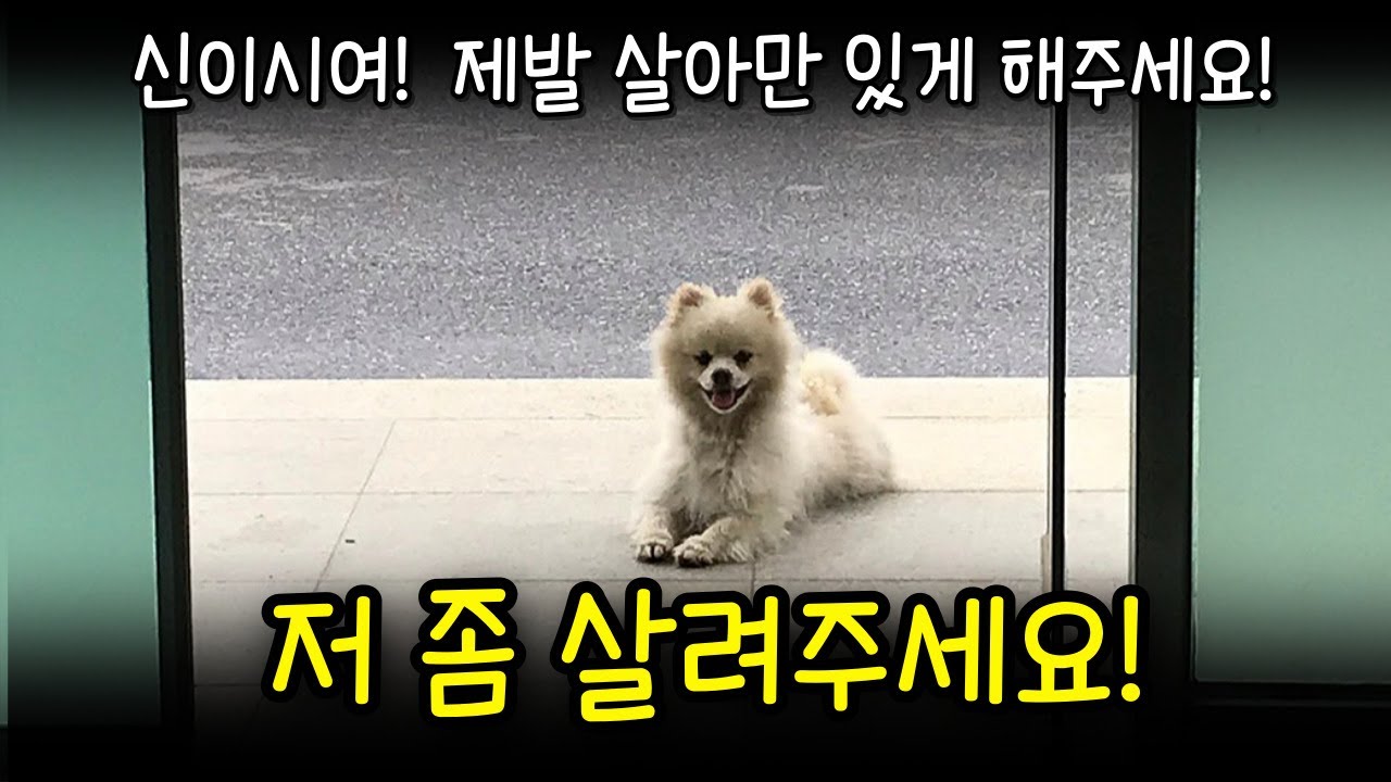 유기견이 죽기 살기로 매일 찾아 왔던 소름돋는 이유!