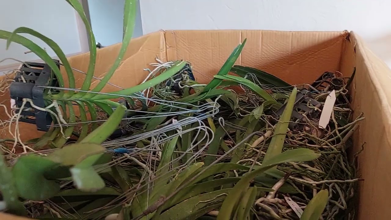vanda man unboxi g