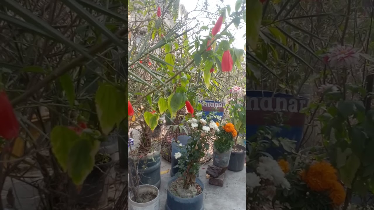 ডেকে লও রাসূল আল্লাহ রওজা পাকের কিনারে
