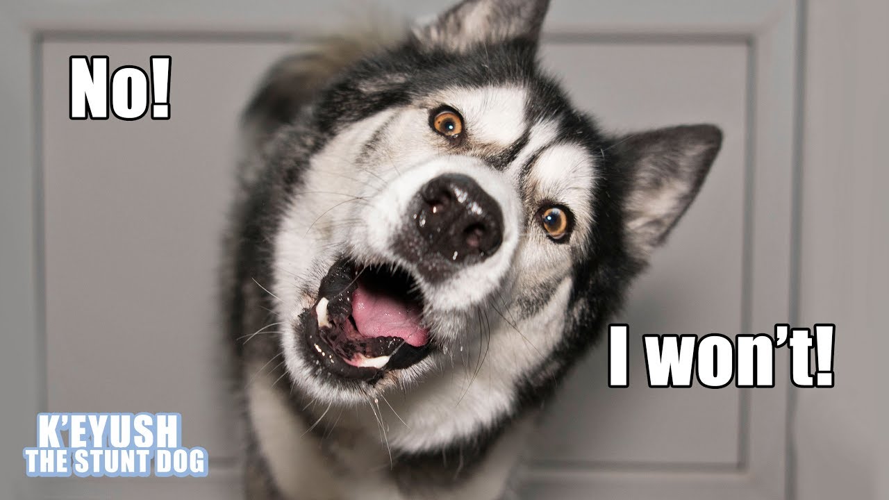 My Husky Argues Before Doing Anything I ask! Cutest Arguments!