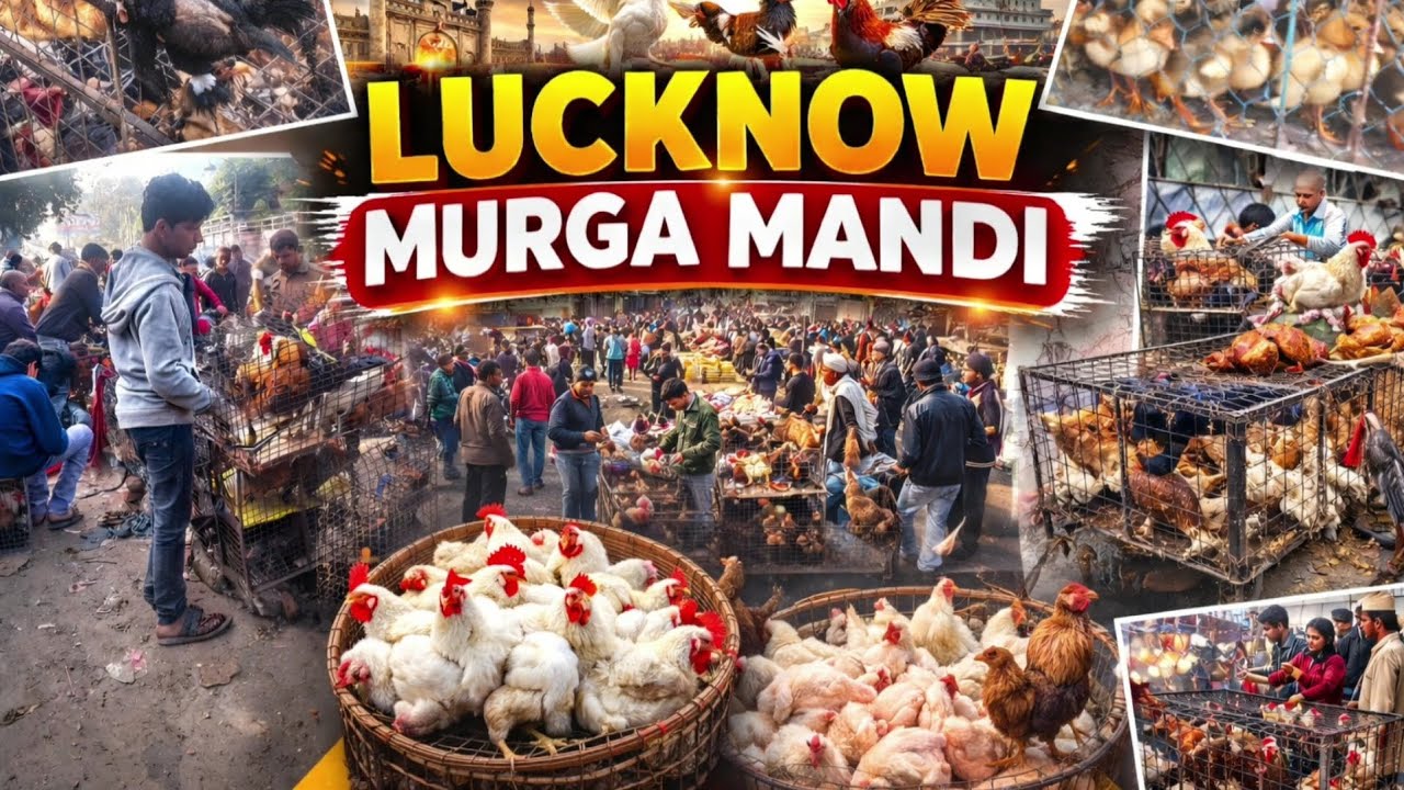 यहाँ मिलेंगे सबसे सस्ता देशी और अशील मुर्गा ||Murga Mandi |Nimbu Park Lucknow 22feb2026